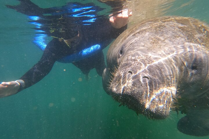 Crystal River: Semi-Private Manatee Swim Tour With Heated Boat - Photo 1 of 5